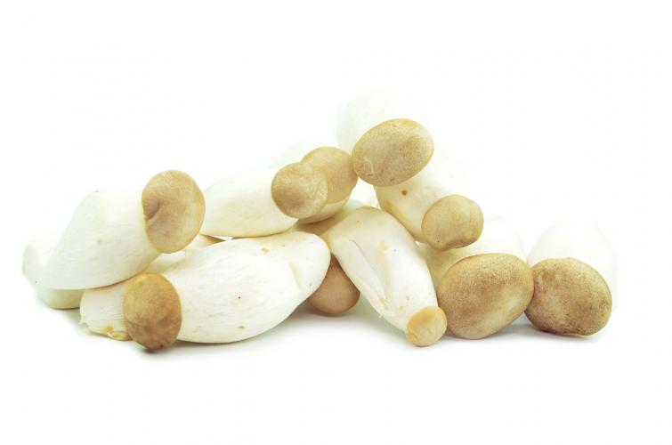 Miniboczniak mikołajkowy (mini eryngii)