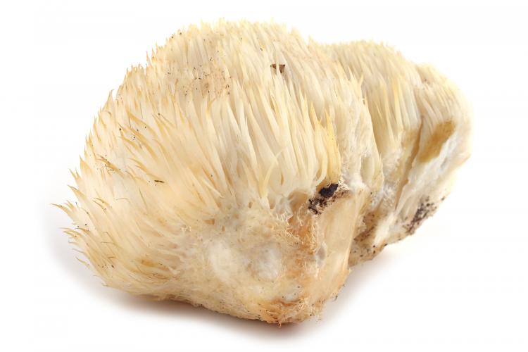 Soplówka jeżowata (pom pom blanc)