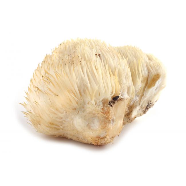 Soplówka jeżowata (pom pom blanc)