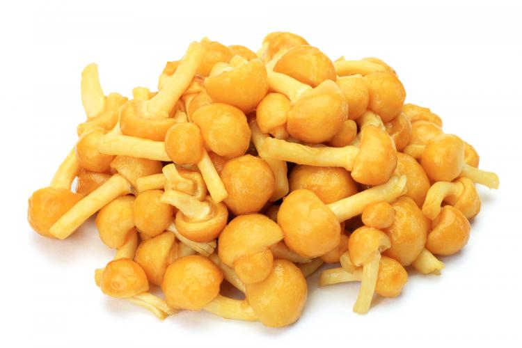 Łuskwiak nameko