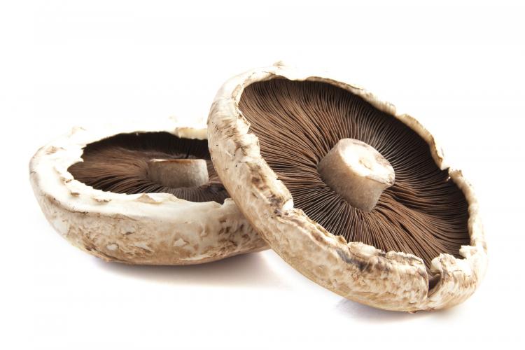 Biała pieczarka portobello