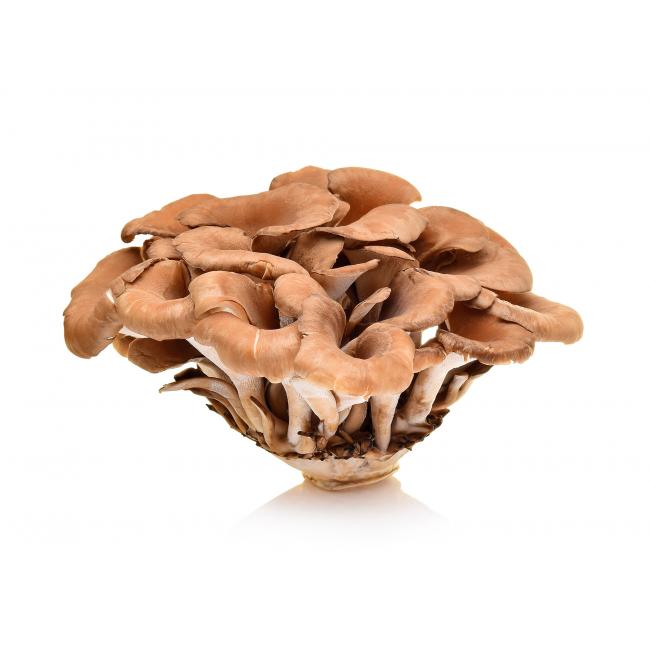 Żagwica listkowa (maitake)