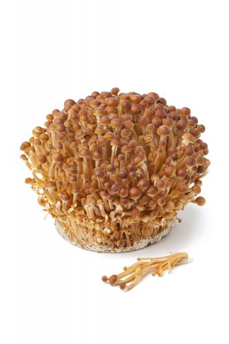 Złote grzyby enoki (golden enoki)