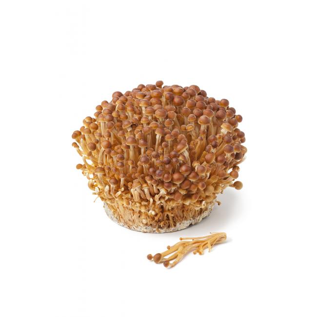 Złote grzyby enoki (golden enoki)