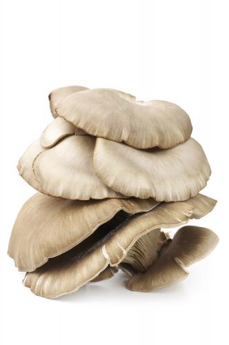 Białe pieczarki