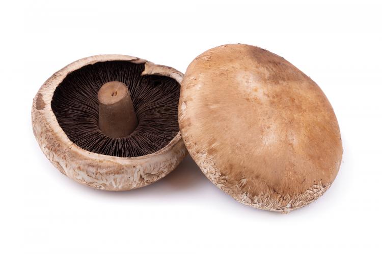 Białe pieczarki